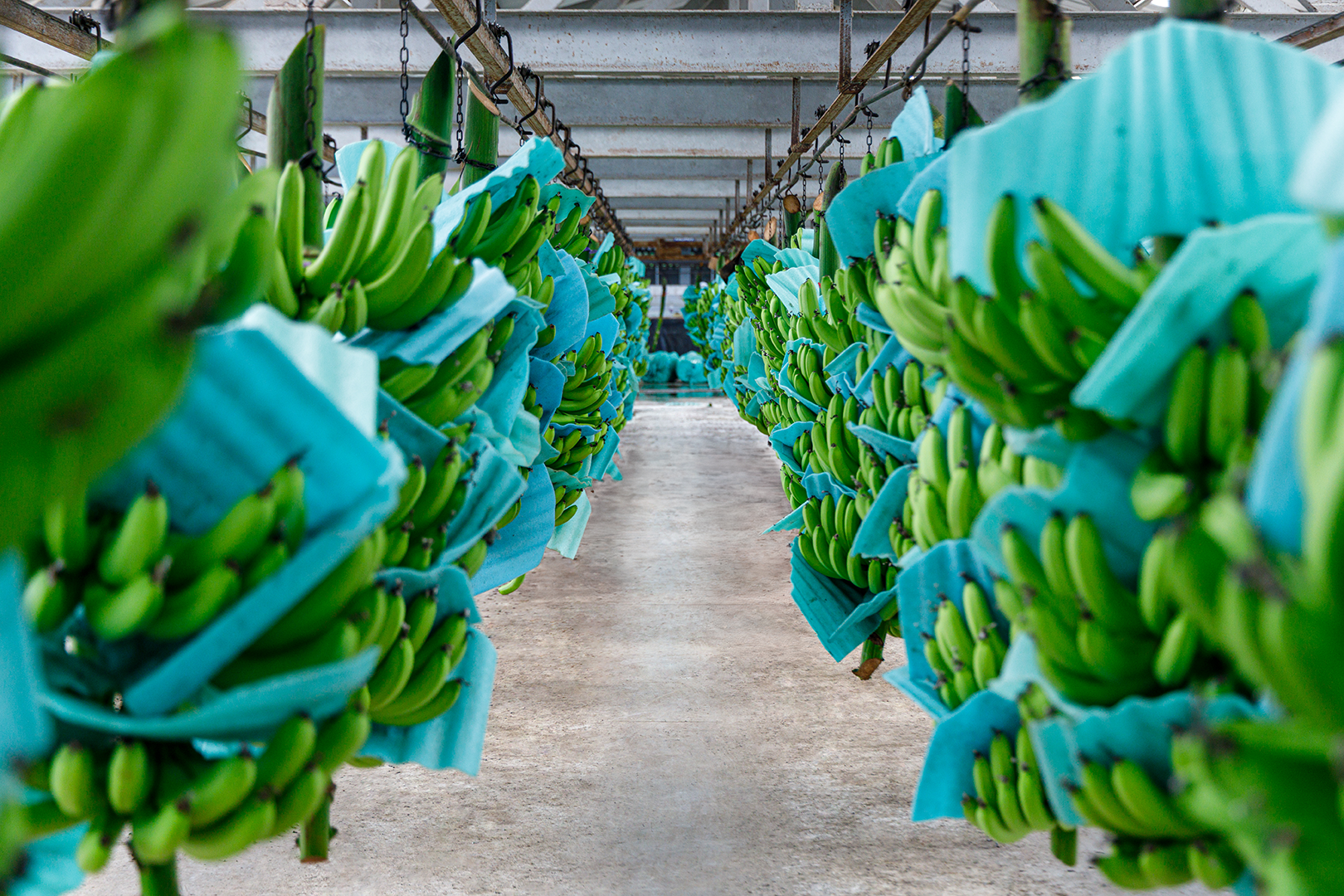 Frutas de Calidad